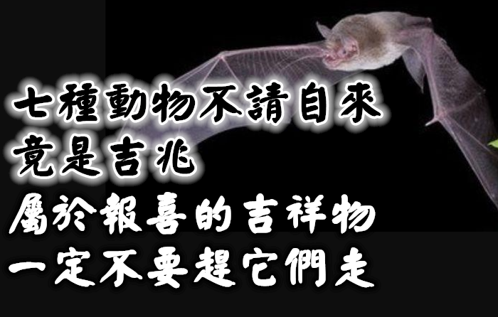 七種動物不請自來，竟是吉兆，屬於報喜的吉祥物，一定不要趕它們走